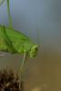 Phaneroptera nana